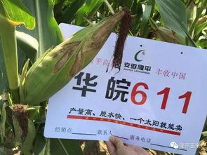 隆平高科最新爆料电话,电话透露重大战略布局与未来展望